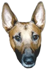 The face of Baldrick The Dog